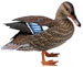 Stockente (weibl.)