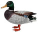 Stockente (m&auml;nnl.)